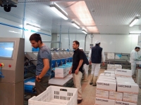 foto-8-mar-fish